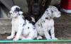Puppies for sale Ireland, Dublin Other breed, Great Dane