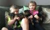 Puppies for sale Ireland, Dublin Yorkshire Terrier