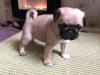 Puppies for sale Netherlands, Petten Pug