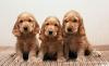 Puppies for sale Belgium, Charleroi Cocker Spaniel