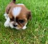 Puppies for sale Spain, Madrid Shih Tzu