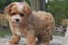 Puppies for sale Belgium, Antwerp , Maltipoo