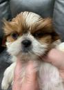 Puppies for sale Spain, Guadalajara Shih Tzu