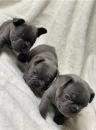 Puppies for sale Spain, Barcelona French Bulldog