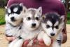 Puppies for sale Latvia, Madonna , Husky