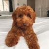Puppies for sale Italy, Salerno , cockapoo pups