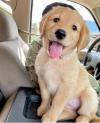 Puppies for sale Canada, Manitoba Golden Retriever