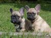 Puppies for sale USA, Colorado French Bulldog