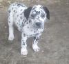 Puppies for sale Georgia, Georgia Dalmatian