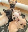 Puppies for sale Lithuania, Druskininkai French Bulldog