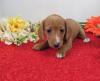 Puppies for sale Cyprus, Protaras Dachshund