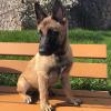 Puppies for sale Austria, Vienna Other breed, Belgian Malinois