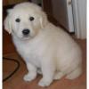 Puppies for sale United Kingdom, Grimsby Golden Retriever