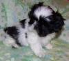 Puppies for sale Luxembourg, Luxembourg Shih Tzu