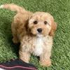 Puppies for sale Lithuania, Kayschyadoris , cavapoo