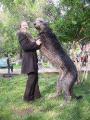 Продам щенка Россия, Липецк, Липецкая область Борзые собаки