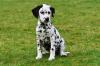 Puppies for sale Canada, Prince Edward Island Dalmatian, Dalmatian