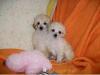 Puppies for sale Russia, Moscow Poodle