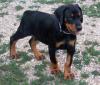 Puppies for sale Lithuania, Vilnius Doberman