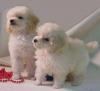 Puppies for sale Russia, Moscow Poodle