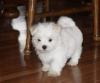 Puppies for sale Russia, Moscow Maltese