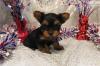 Puppies for sale Russia, Moscow Yorkshire Terrier