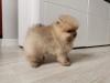 Puppies for sale Russia, Moscow Pomeranian Spitz