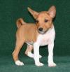 Puppies for sale Lithuania, Vilnius Basenji