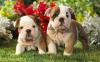 Puppies for sale Russia, Moscow English Bulldog