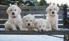 Puppies for sale Russia, Moscow Golden Retriever