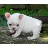 Puppies for sale Russia, Moscow French Bulldog