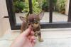 Puppies for sale Hungary, Pech Chihuahua