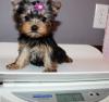 Puppies for sale Russia, Moscow Yorkshire Terrier
