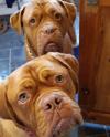 Puppies for sale Spain, Barcelona Bordeaux Dog