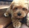 Puppies for sale Italy, Bari , Maltipoo