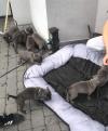 Puppies for sale Sweden, Mutal American Staffordshire Terrier