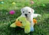 Puppies for sale Netherlands, Hemstede English Bulldog