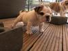 Puppies for sale Spain, Barcelona English Bulldog