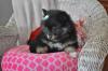 Puppies for sale Belarus, Minsk Pomeranian Spitz