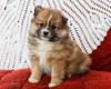 Puppies for sale Russia, Kaluga Pomeranian Spitz