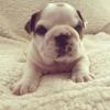 Puppies for sale Spain, Santander English Bulldog