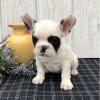 Puppies for sale United Kingdom, Bristol French Bulldog