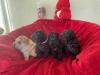 Puppies for sale Germany, Dortmund Shar Pei