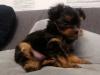 Puppies for sale Sweden, Stockholm Yorkshire Terrier