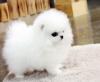 Puppies for sale Germany, Dusseldorf Pomeranian Spitz