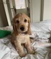 Puppies for sale Germany, Berlin Cocker Spaniel