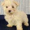 Puppies for sale Portugal, Portalegre Maltese