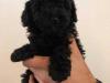 Puppies for sale Poland, Warsaw Toy-poodle