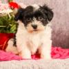 Puppies for sale Germany, Linden Havanese