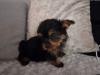 Puppies for sale Spain, Madrid Yorkshire Terrier